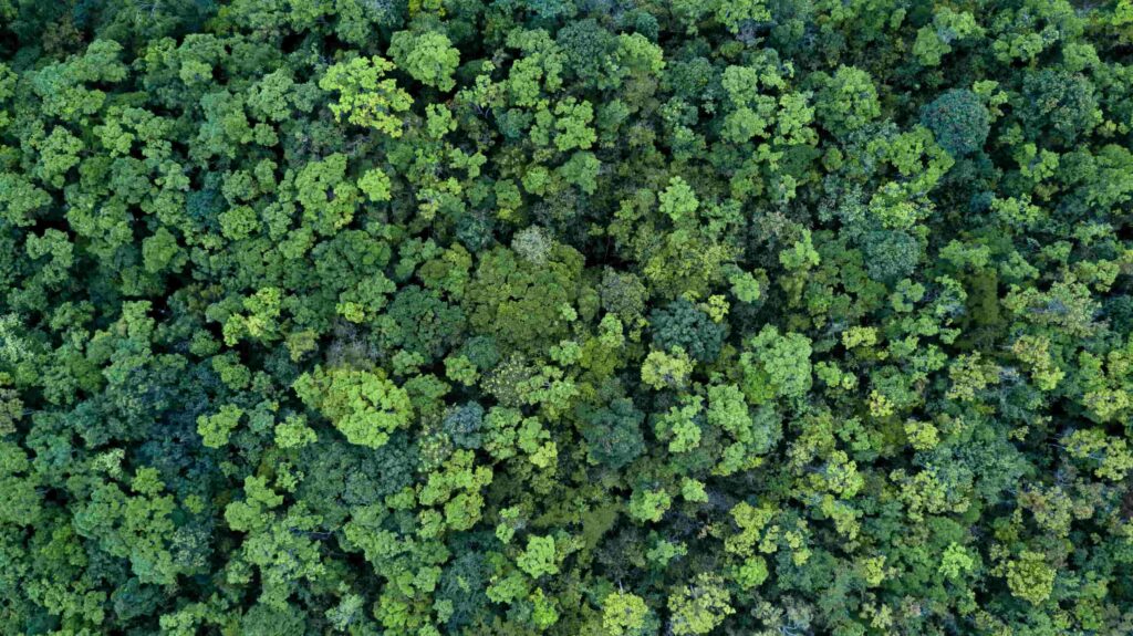 foret verdoyante