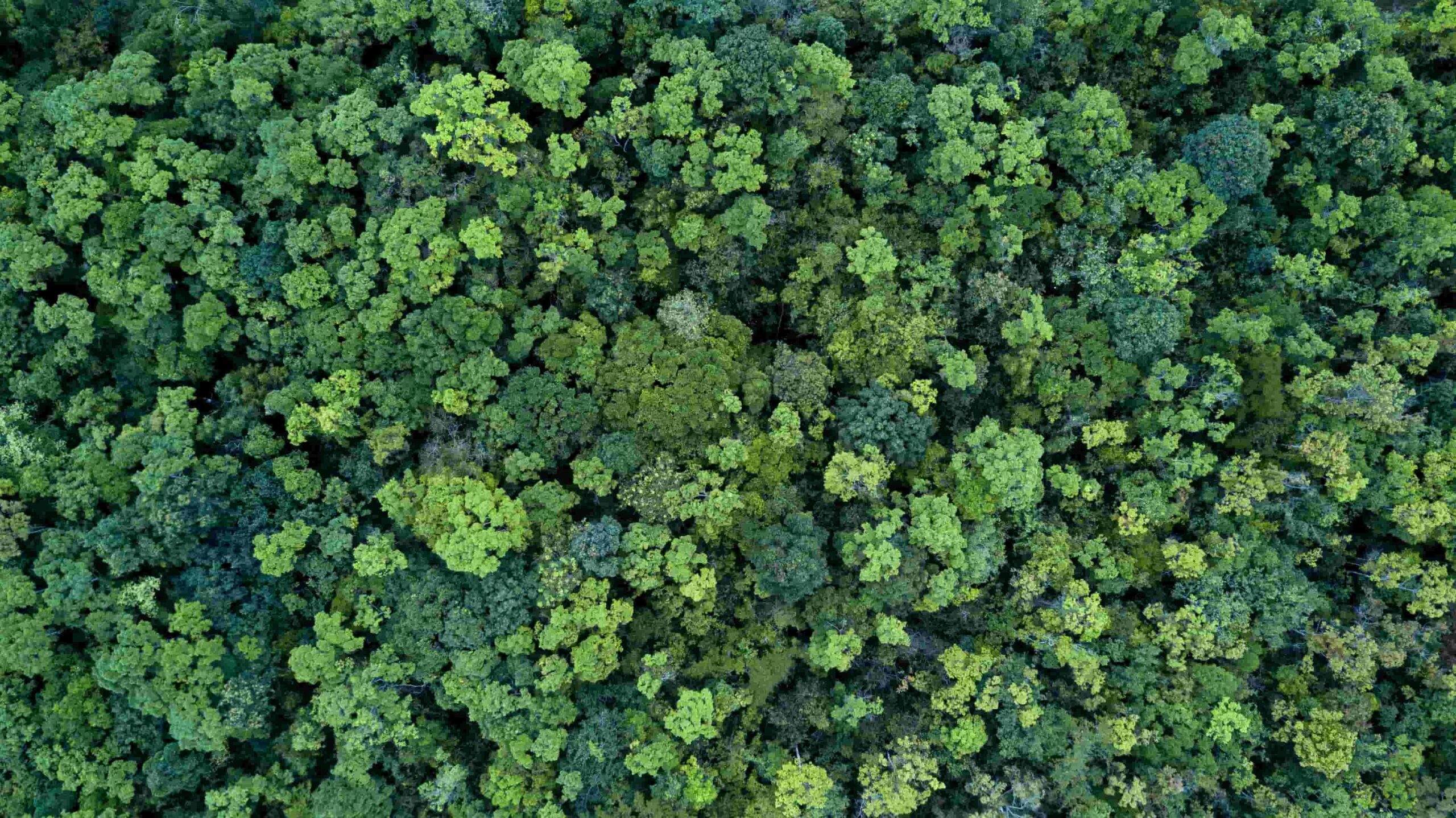 L’arbre : Pilier de la transition énergétique du bâtiment ?