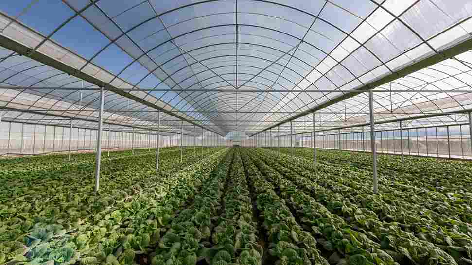 Serres agricoles chauffées : quel impact climatique ?