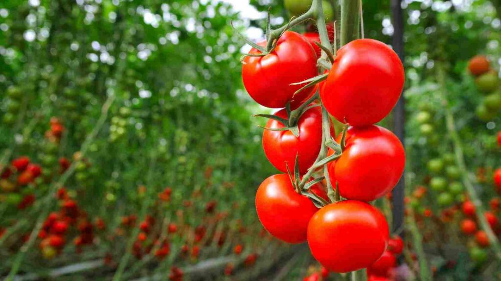 Tomate dans une serre agricole
