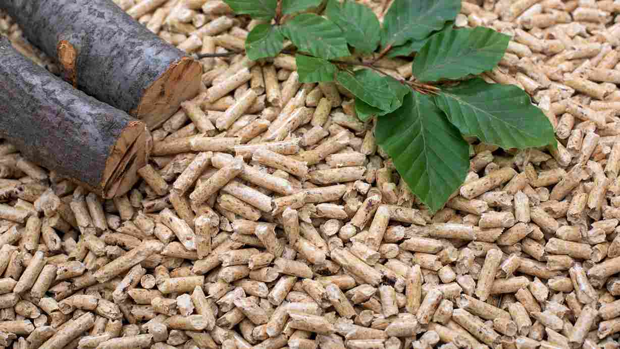 Bioénergie : définition, usages et enjeux